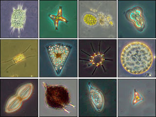 Plankton, Penyuplai Oksigen terbesar di Bumi