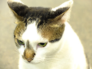 apa bener kendaraan diebrangi kucing sblah kiri sial!????