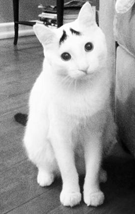 &#91;foto&#93; kucing unik ini punya alis gan