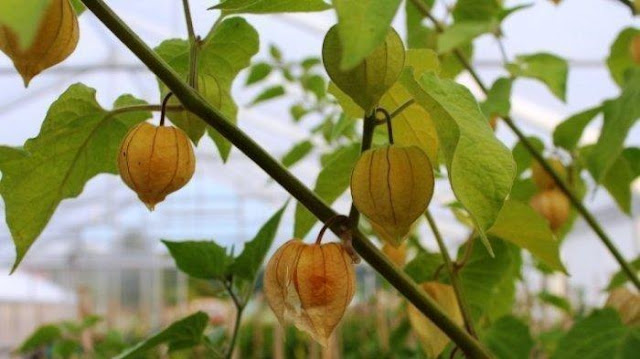 10 Buah Liar yang Aman Dikonsumsi di Alam Bebas