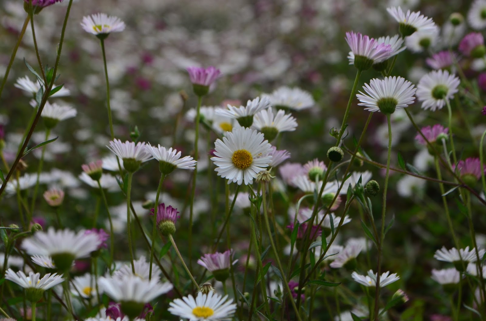 6 Tanaman Gunung yang Tak Kalah Cantik Dari Edelweiss