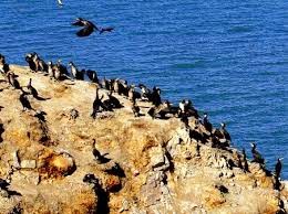 Pulau Burung, Surganya Burung Di Banten