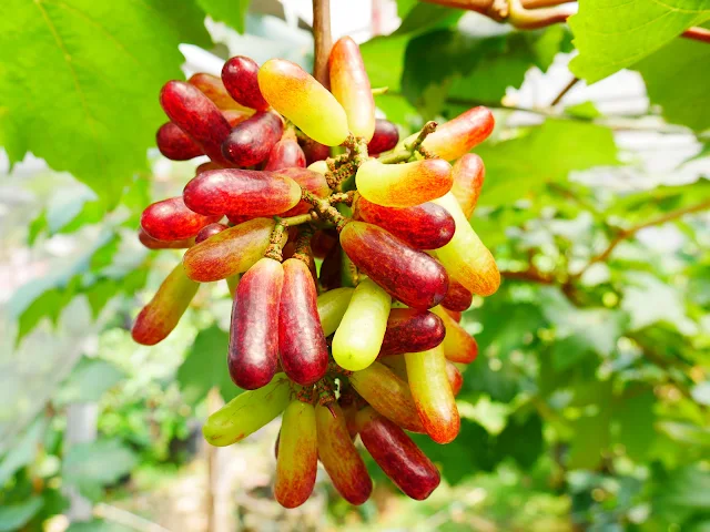 Varietas Anggur Moondrop atau Sweet Sapphire