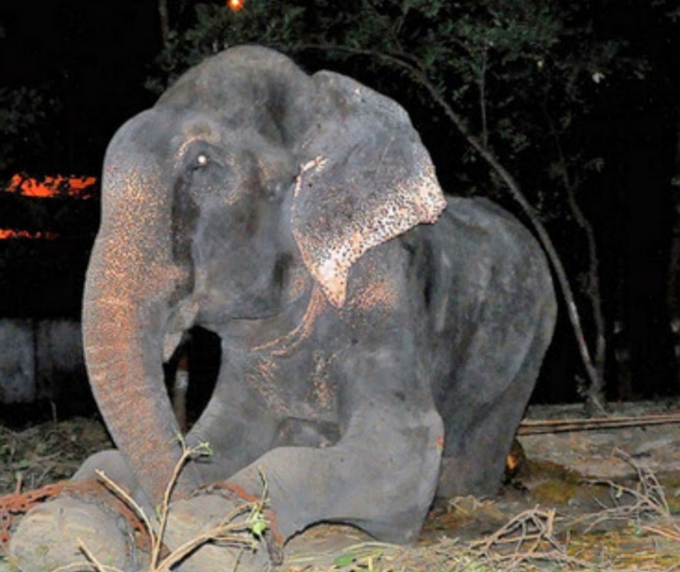 Gajah Ini Menangis Ketika Dia Diselamatkan Setelah 50 Tahun di Ikat Rantai Berduri