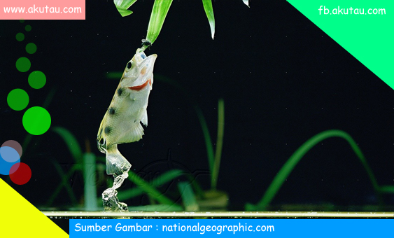 Archer Fish ikan yang bisa menembak 