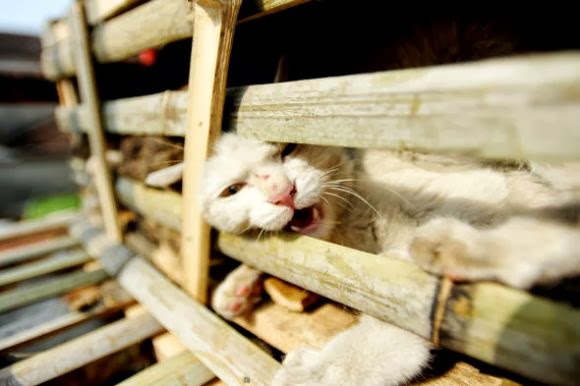 Perjalanan Ribuan Kucing di Truk, Akan jadi bahan MAKANAN, sungguh tega