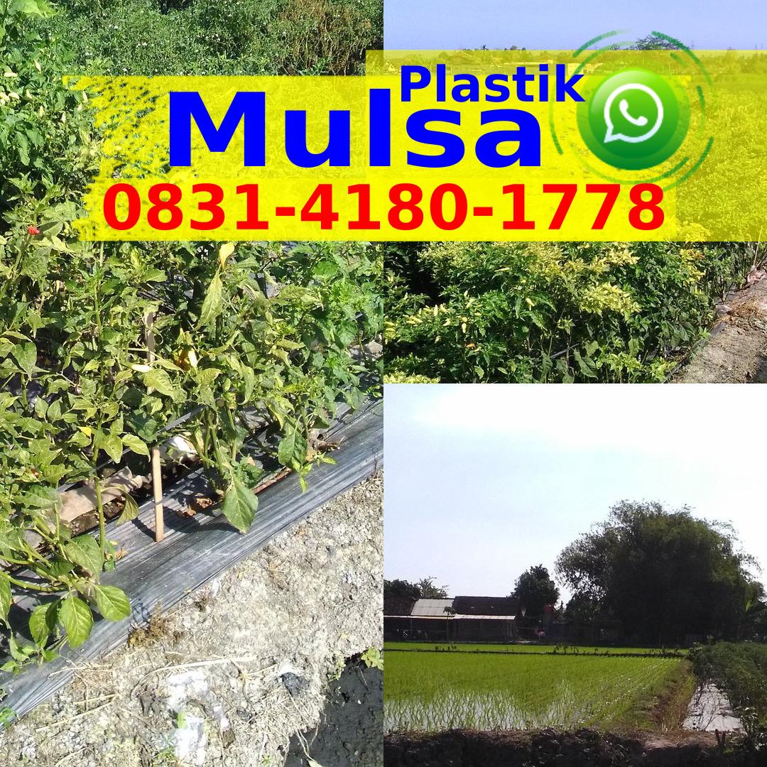 Penggunaan Mulsa Plastik Hitam Perak Ô8౩I-ㄐI8Ô-Iᜪᜪ8{WhatsApp}