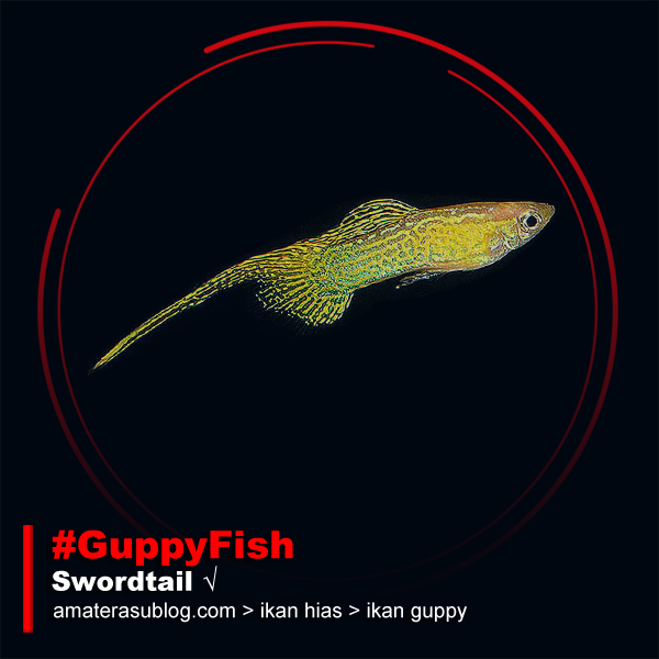 Jenis Jenis Ikan Guppy dan Gambarnya