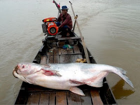 9 Monster Sungai yang Hidup di Perairan Dunia