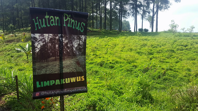 &#91;CoC Regional: Lokasi Wisata&#93; Melancong ke Hutan Pinus Limpakuwus