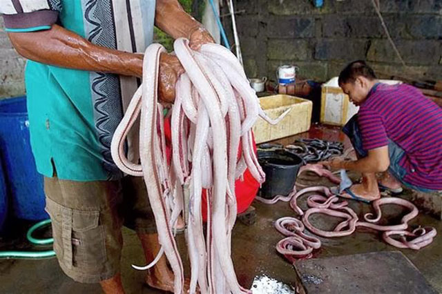 5 Makanan Beracun yang Banyak Disantap di Indonesia