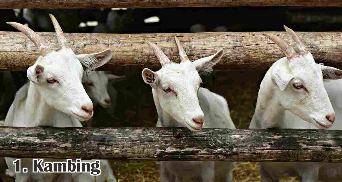 Ini Dia 5 Jenis Hewan Ternak Yang Bisa Di Qurban !