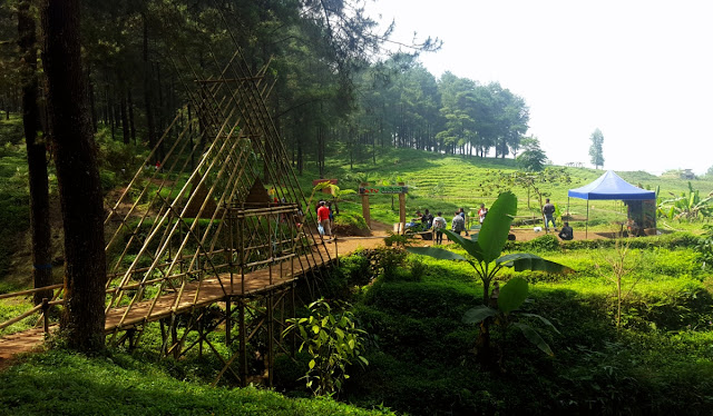 &#91;CoC Regional: Lokasi Wisata&#93; Melancong ke Hutan Pinus Limpakuwus