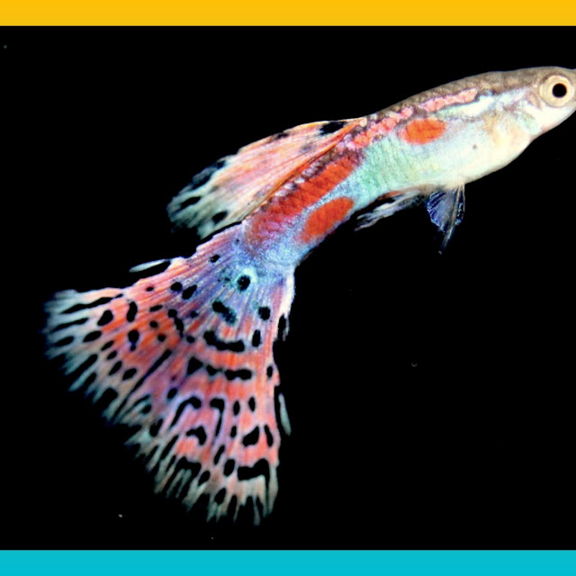 Rekomendasi Ikan Guppy Murah, 10 Jenis Ikan Guppy Murah nih Gan
