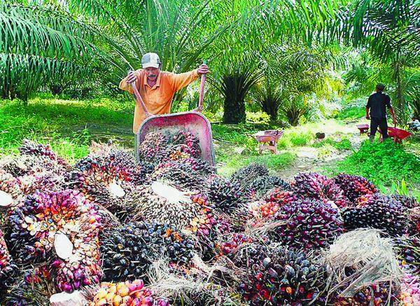 60% Perusahaan Perkebunan Kelapa Sawit Tak Punya Kebun Plasma