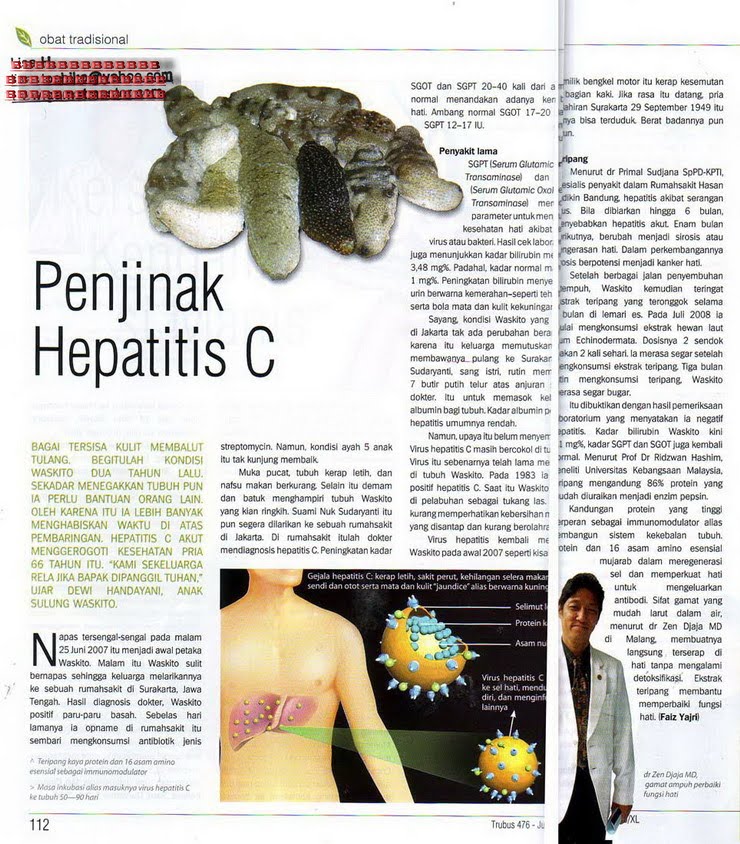 MILKTHISTLE untuk HEPATITIS C hepatitis B
