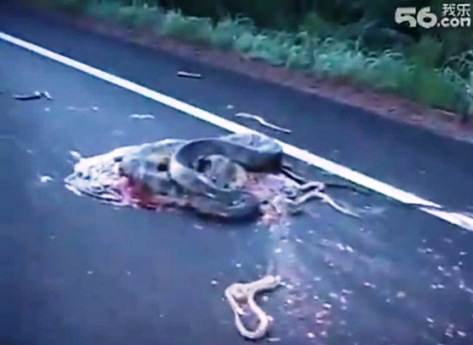 9 Hewan yang sering tertabrak di jalan raya
