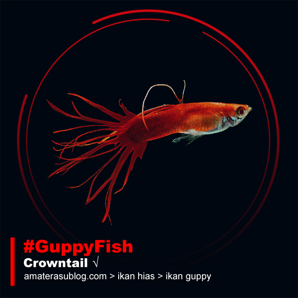 Jenis Jenis Ikan Guppy dan Gambarnya