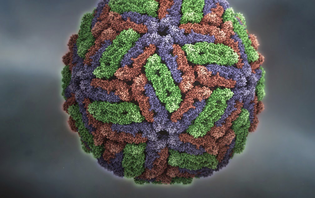 8 Virus Paling Berbahaya Di Dunia
