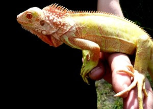 Berbagai Jenis Morph Iguana di Dunia 