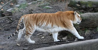 Penampakan Harimau Emas