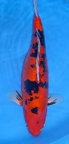 Jual Aneka Koi Unggulan ( Blitar )