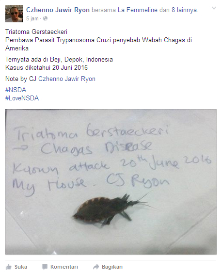 Kissing Bug yang Sempat Muncul di Amerika, Kini Ada di Indonesia
