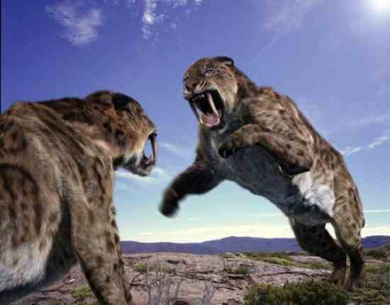10 jenis kucing prasejarah terbesar di dunia
