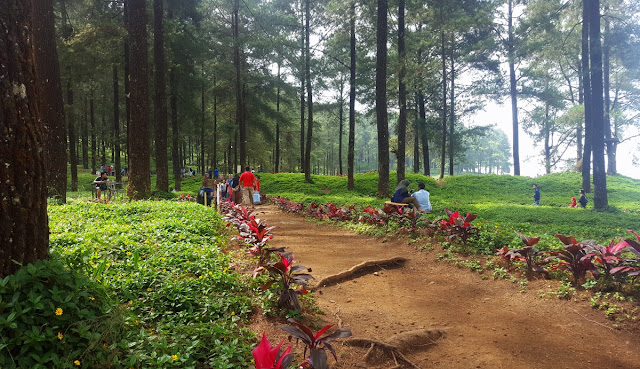 &#91;CoC Regional: Lokasi Wisata&#93; Melancong ke Hutan Pinus Limpakuwus