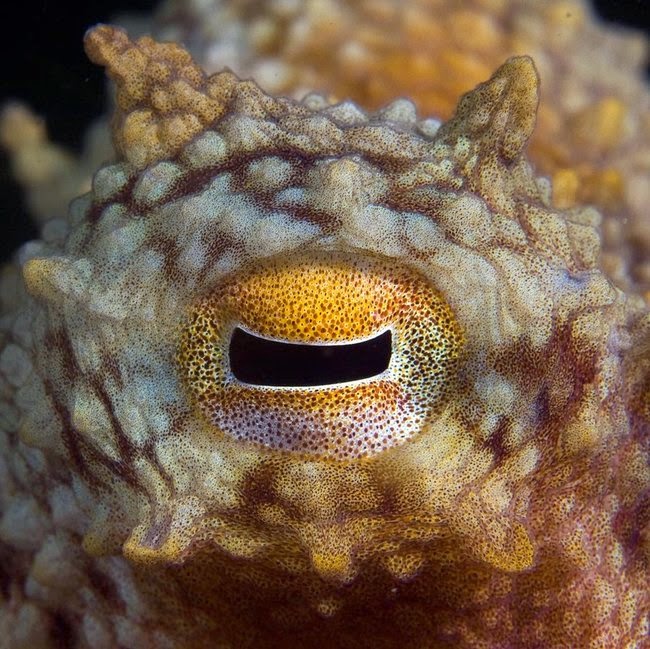 Fakta-Fakta MenarikTentang Gurita (Octopus)