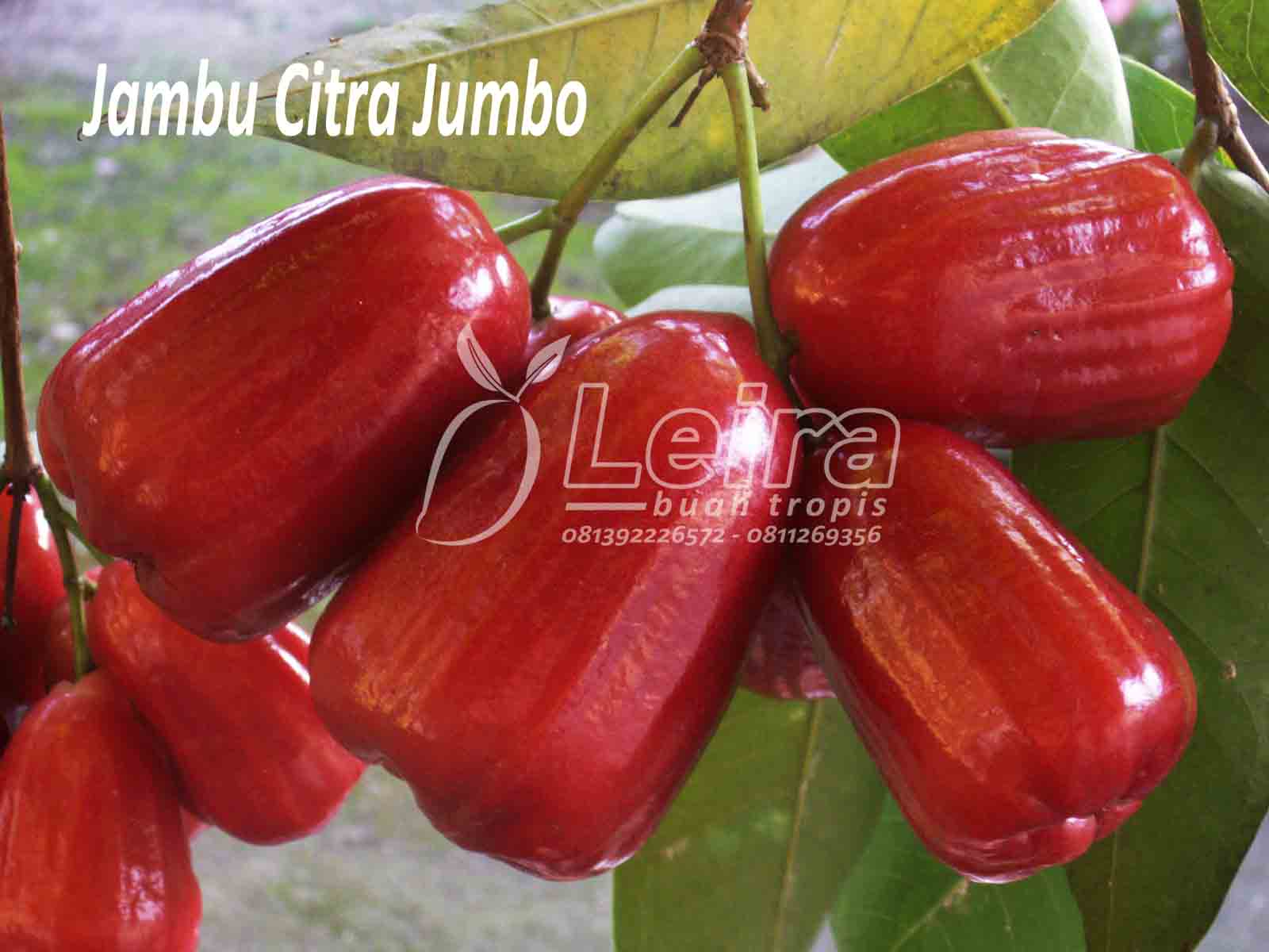 Dahlan Iskan: Pisang Mulai Diekspor, Jambu Citra Menyusul