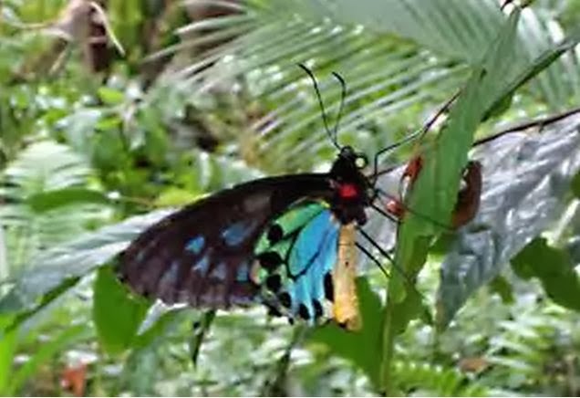 Unik hewan-hewan endemik (khas) Papua