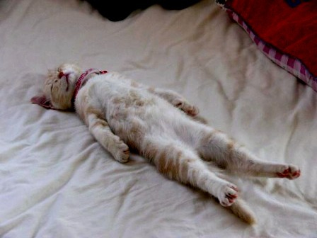 Kucing di Mata Sains