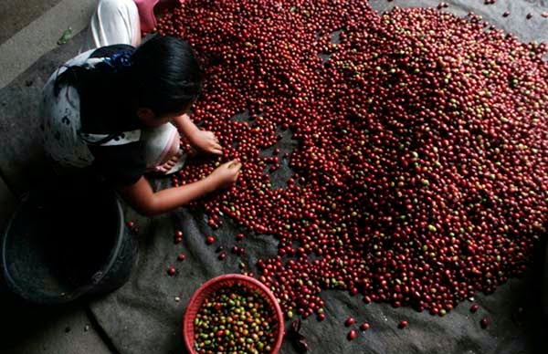 Sejarah Kopi Gayo Aceh &#91;Full Pic&#93;