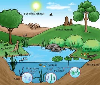 ekosistem-alami-dan-ekosistem-buatan