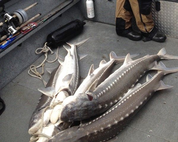 5 FAKTA STURGEON, IKAN PURBA PENGHASIL KAVIAR YANG MENDUNIA
