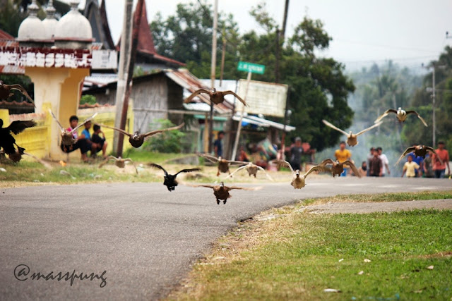 Uniknya Pacu Itik (Duck Race) di Payakumbuh