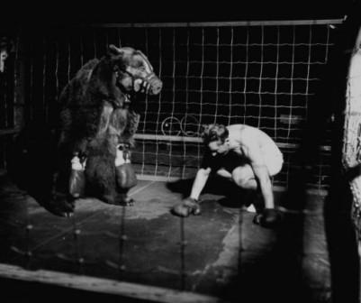 Olahraga Unik: Pertandingan Tinju Manusia VS. Beruang tahun 1949