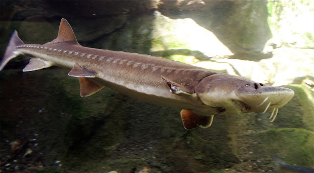 5 FAKTA STURGEON, IKAN PURBA PENGHASIL KAVIAR YANG MENDUNIA