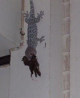 kulit-bentol-karena-dikencingi-kecoa-yakin-gan-dikencingi