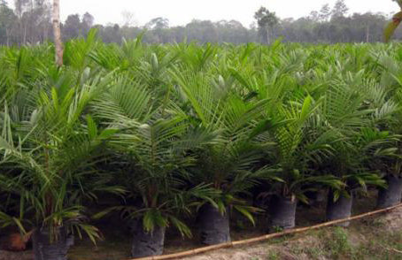 Beda Forester dan Planter (HTI dan Sawit)