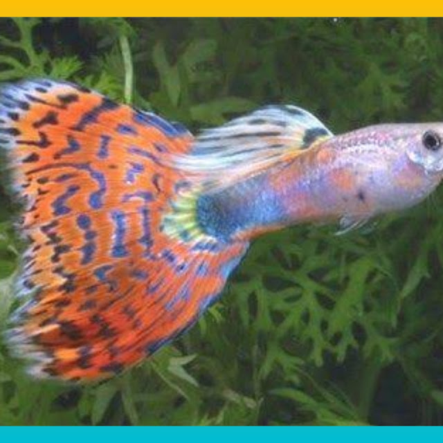 Rekomendasi Ikan Guppy Murah, 10 Jenis Ikan Guppy Murah nih Gan