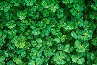 Berkebun Bisa Mengatasi Depresi Dan Rasa Cemas