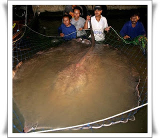 7 Binatang Laut yang Pernah Tertangkap