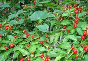 10 CABE TERPEDAS DI DUNIA