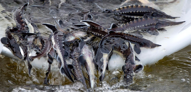 5 FAKTA STURGEON, IKAN PURBA PENGHASIL KAVIAR YANG MENDUNIA