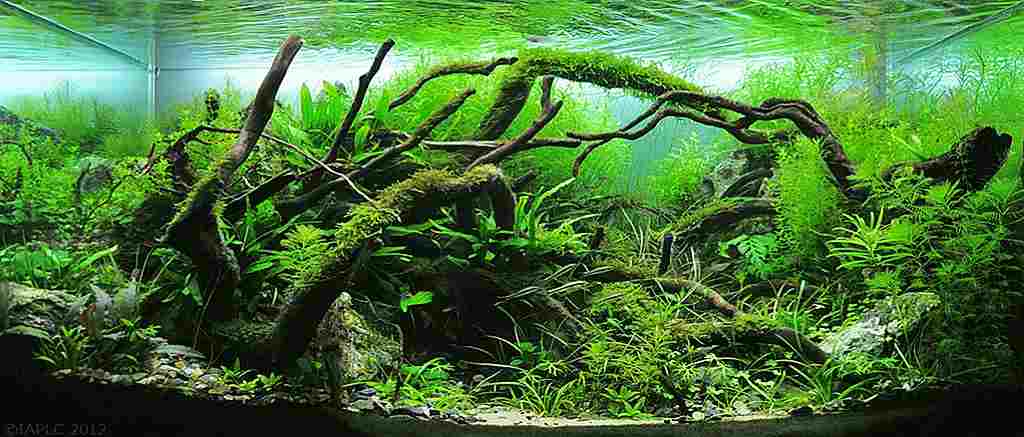 Begini Cara Membuat Aquascape