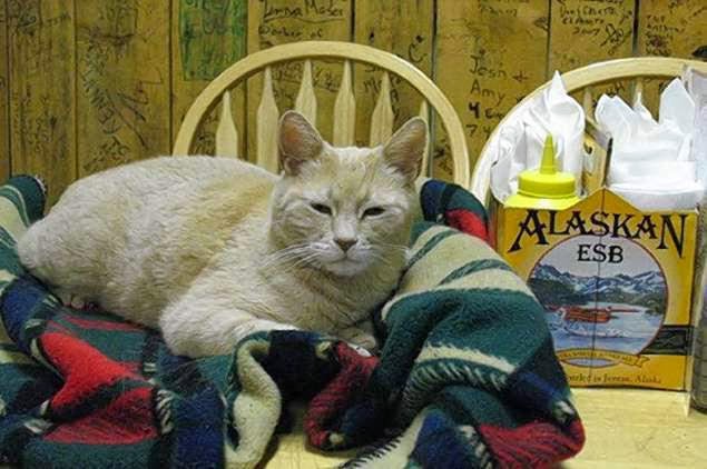 12 Kucing Dengan Profesi Istimewa