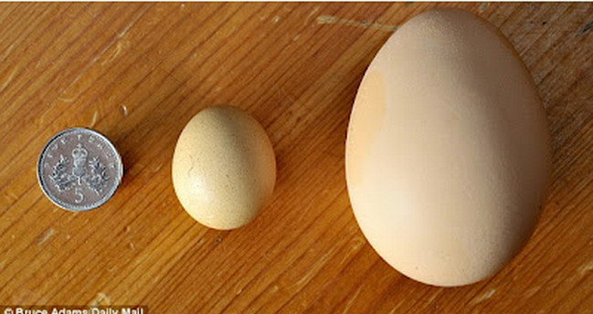 Inilah Telur Ayam Ter Mungil di Dunia