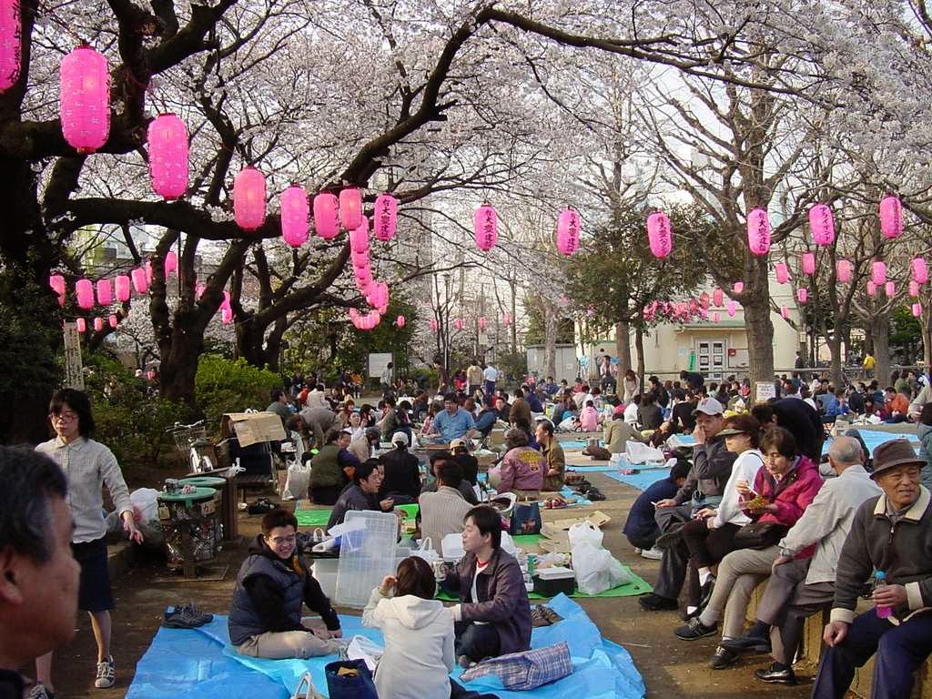 Rahasia Keindahan Sakura Di Jepang